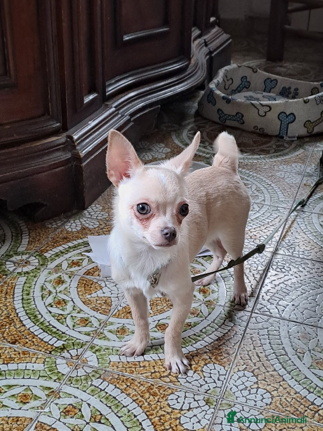 Chihuahua cani per accoppiamento: Chihuahua toy per monta 250€ - Annuncio 9