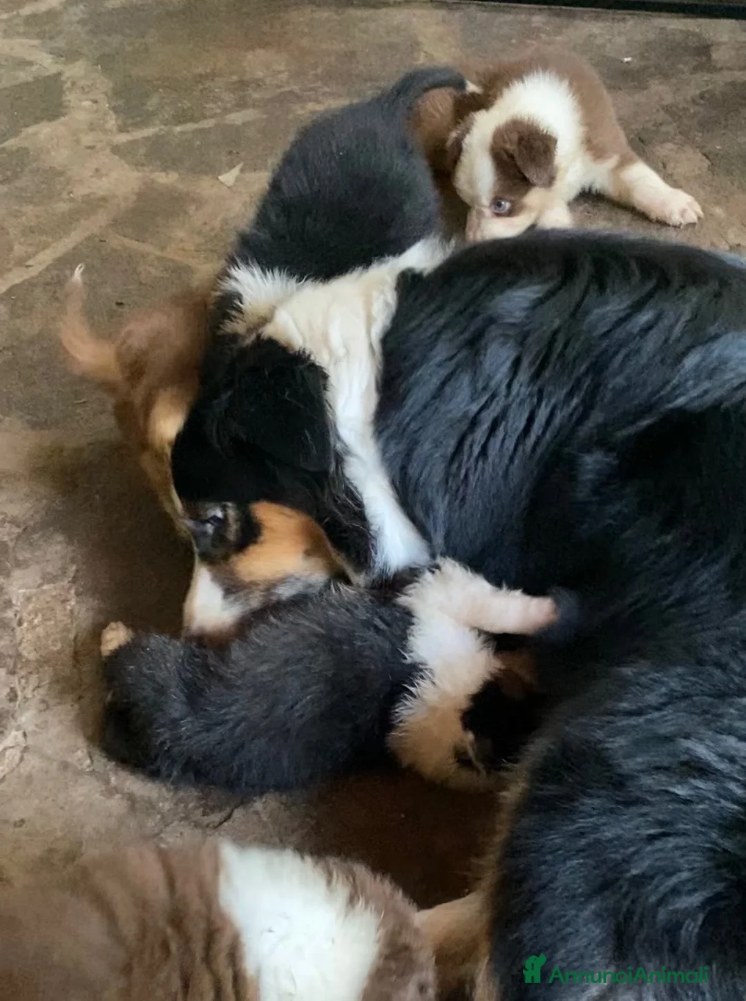 Australian Shepherd cani in vendita: Pastore australiano Australian Shepherd pedigree  - Annuncio 9