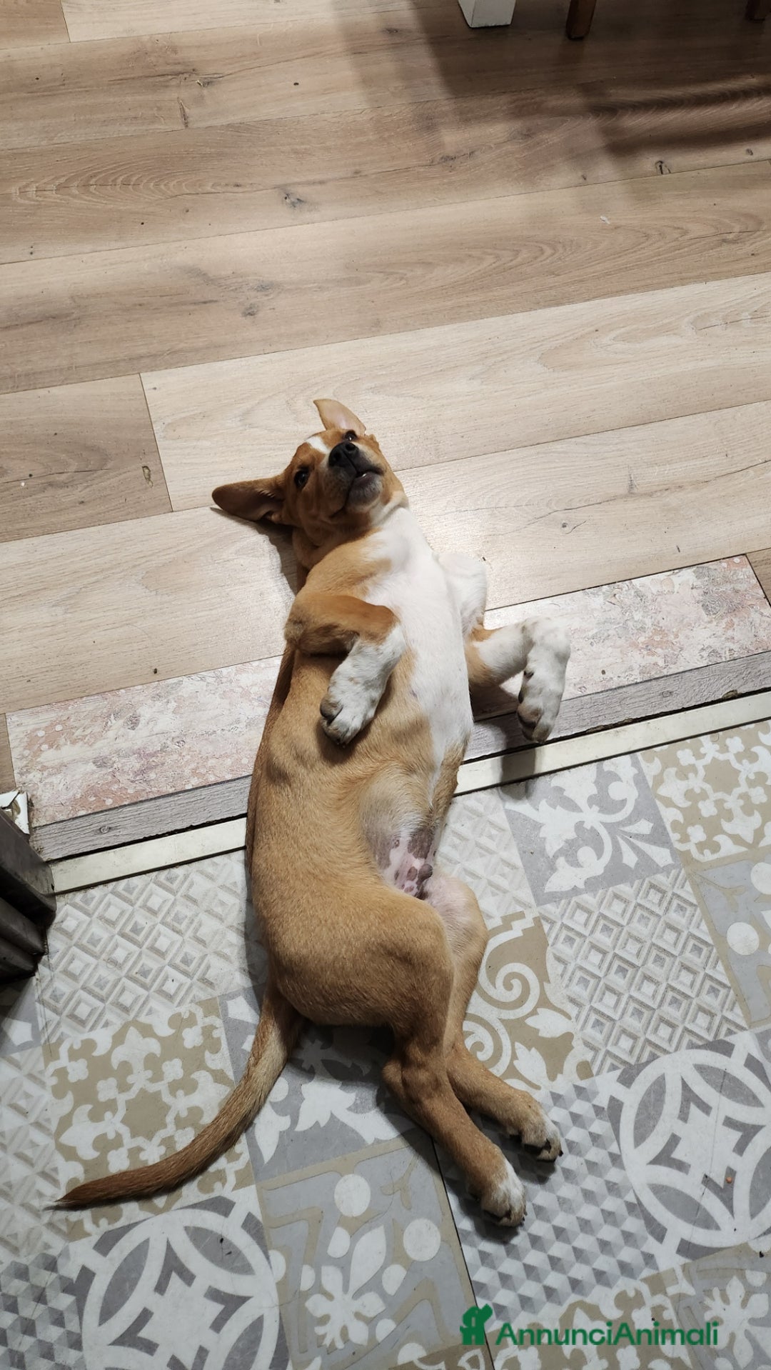 Meticcio cani in regalo: Lucky piccolo meticcio 2/3 mesi - Annuncio 2