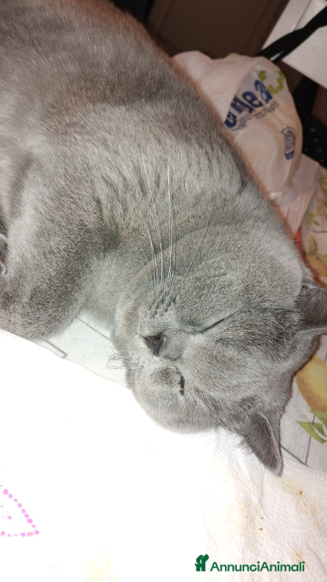 British gatti per accoppiamento: Maschio x accoppiamento  - Annuncio 7