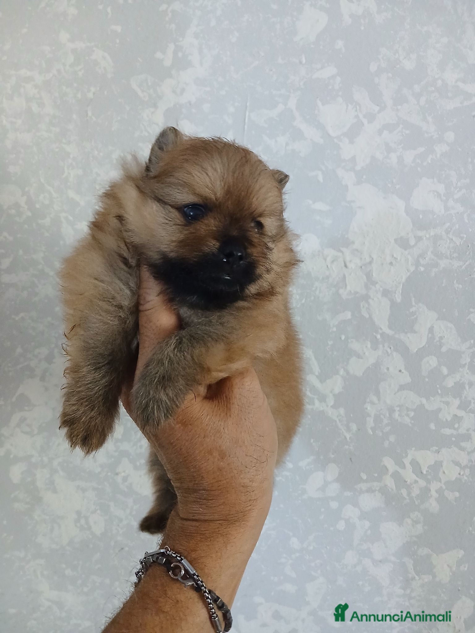 Spitz cani Spitz volpino pomerania - Annuncio 7