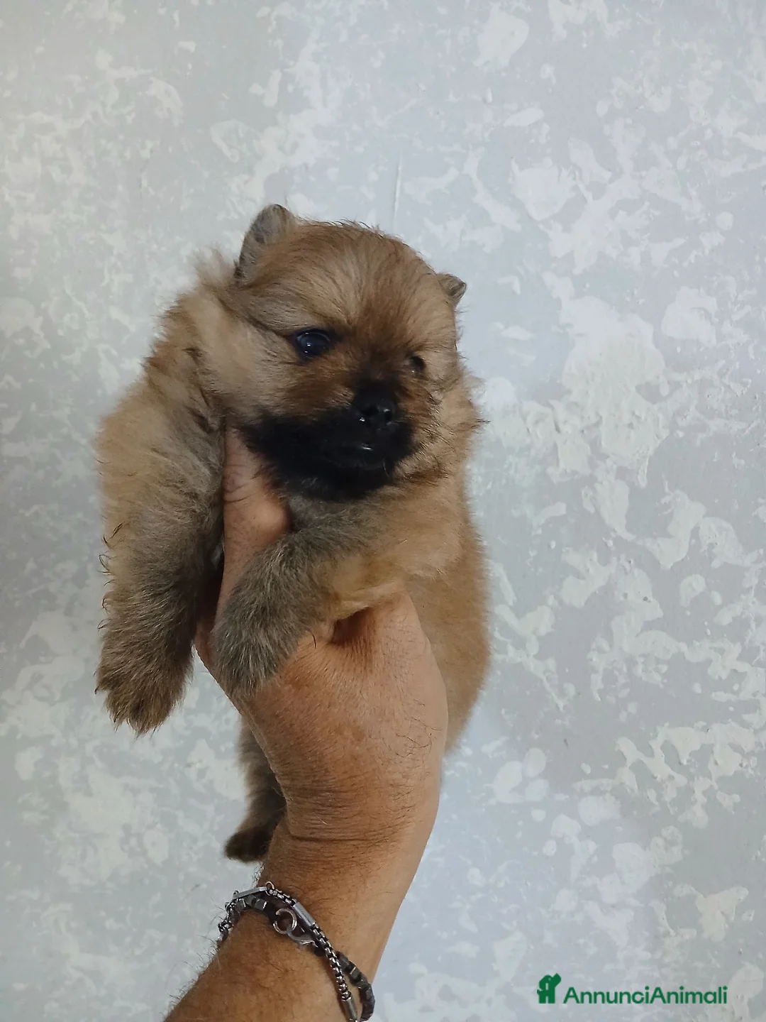 Spitz cani in vendita: Spitz volpino pomerania - Annuncio 1