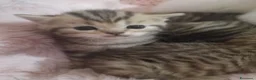 British gatti in vendita: Gattini british - Annuncio 7