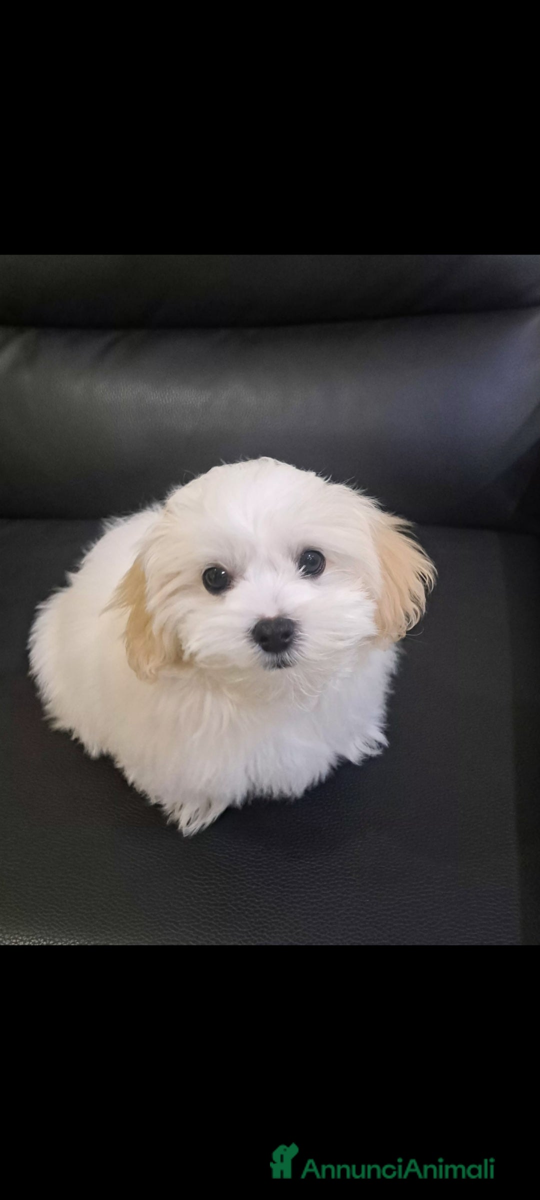 Bichon cani in vendita: Cucciolo Bichon Roma Ciampino  - Annuncio 6