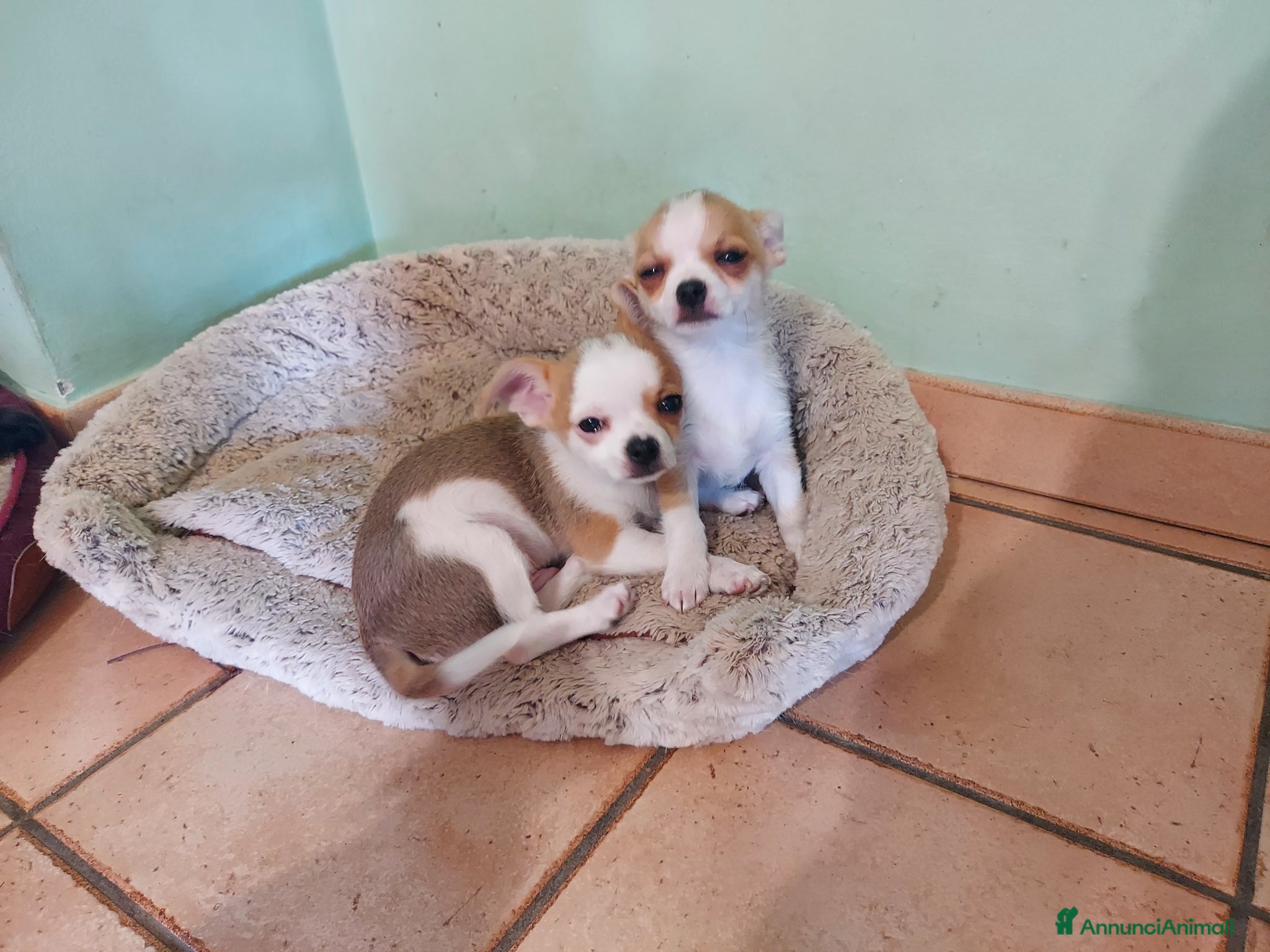 Chihuahua cani 2 cuccioli di chihuahua con pedigree  - Annuncio 2