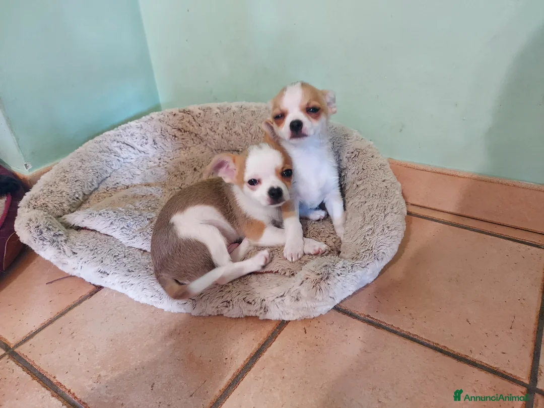 Chihuahua cani in vendita: 2 cuccioli di chihuahua con pedigree  - Annuncio 1