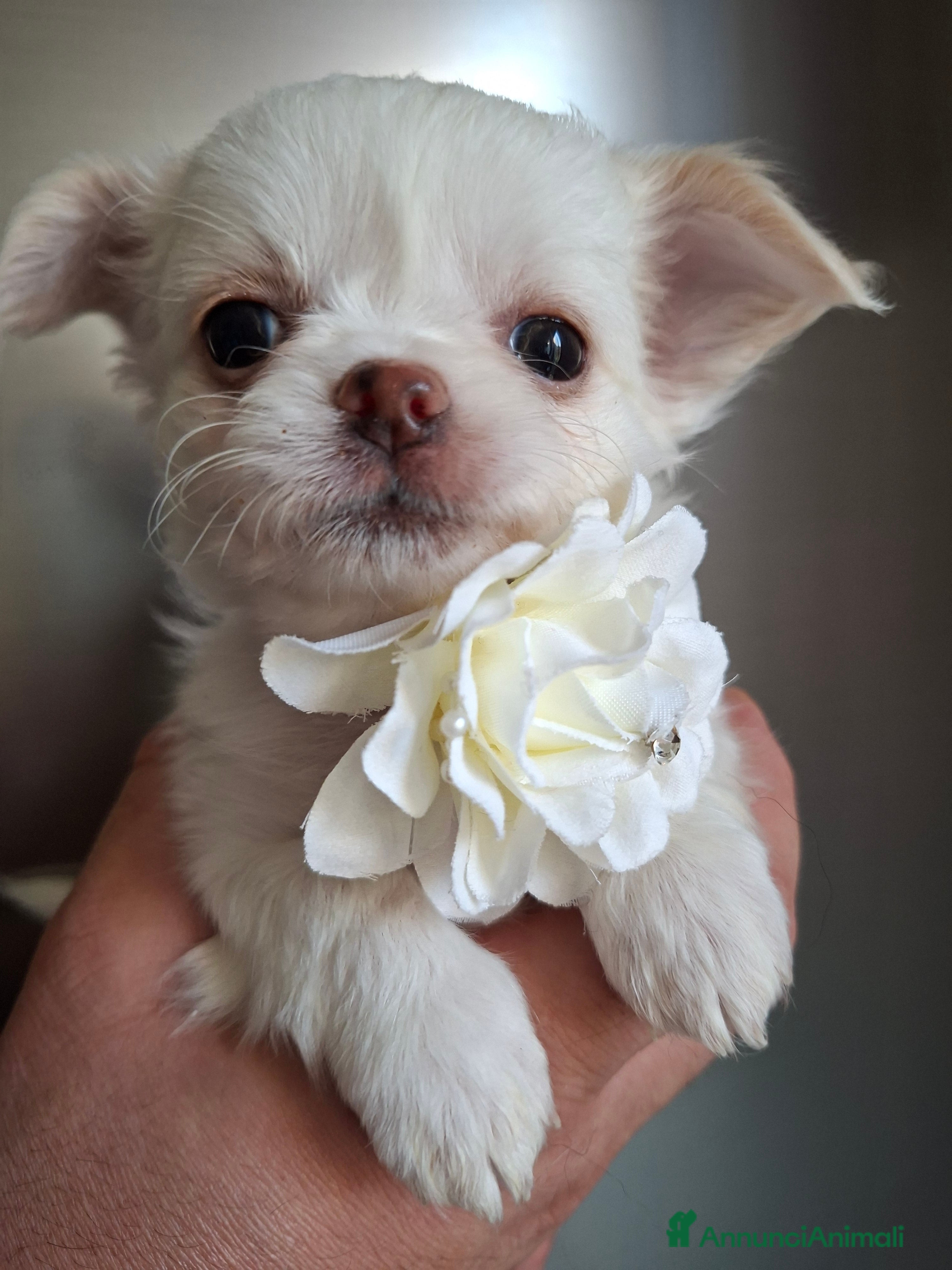 Chihuahua cani Chihuahua tg toy pelo lungo  - Annuncio 22