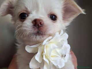 Chihuahua cani Chihuahua tg toy pelo lungo - Annuncio 15