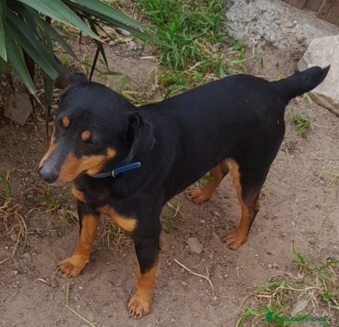 Meticcio gatti in regalo: Nero focato 4/5anni kg9 vissuto a catena OK GATTI a Città metropolitana di Milano - Immagine 2