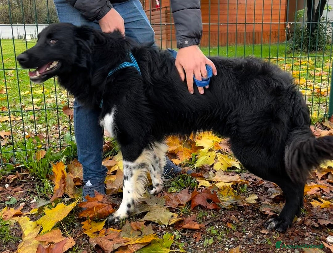 Border Collie cani in regalo: NICHOLAS BORDER COLLIE - Annuncio 2