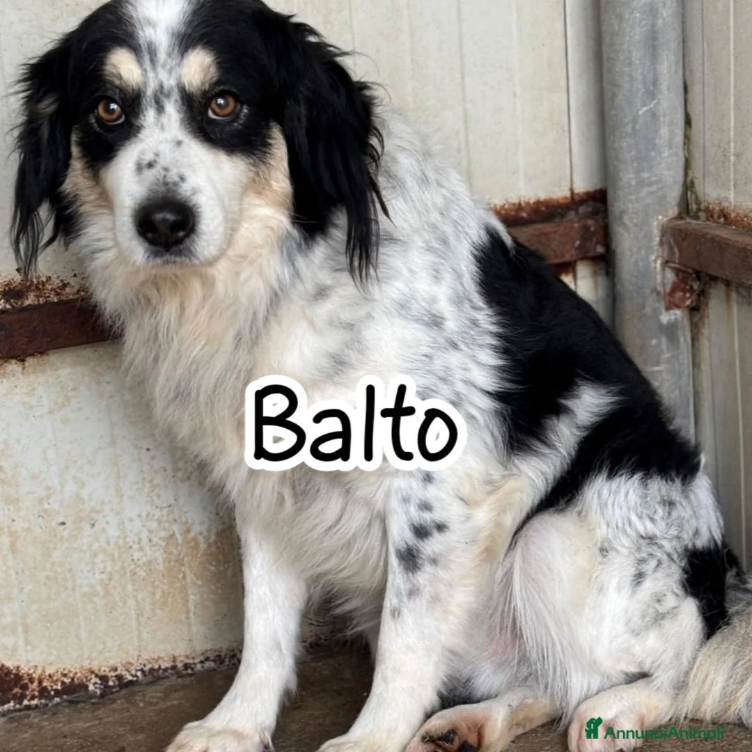 Border Collie cani in regalo: BALTO mix border collie cerca adozione! a Provincia di Latina - Annuncio 1