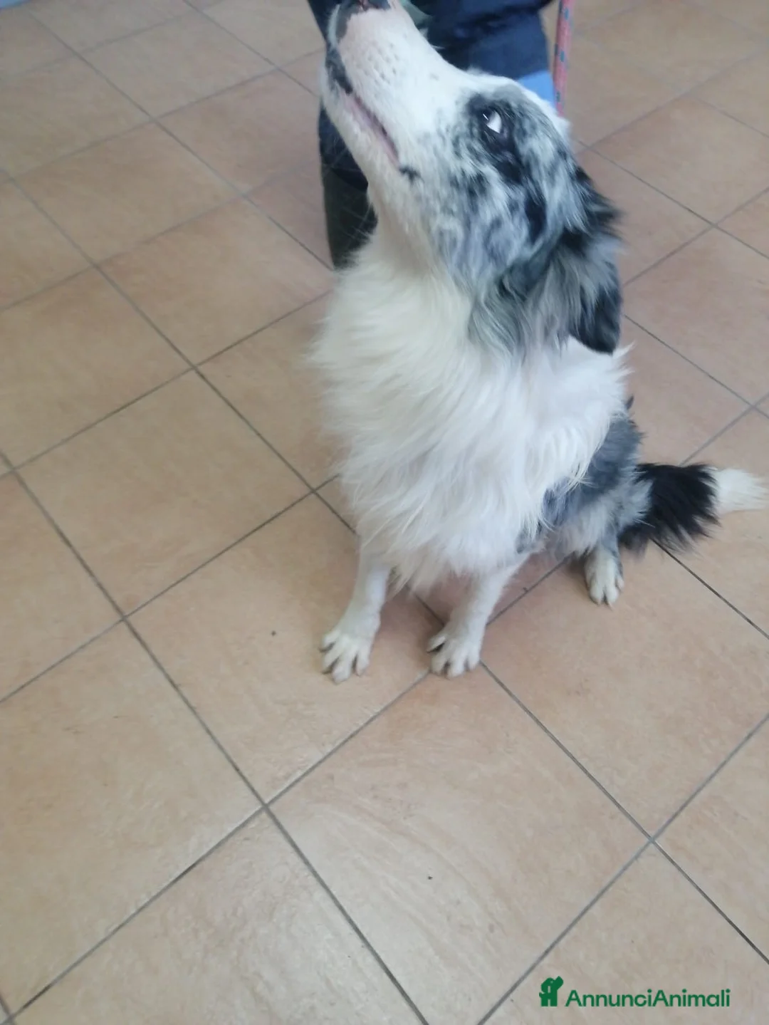 Border Collie cani in regalo: Ciro, Border Collie in Canile - Annuncio 2