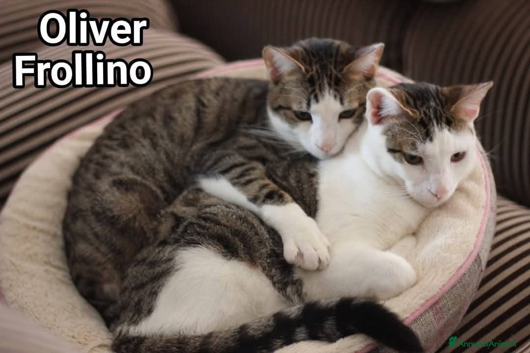 Europeo gatti in regalo: 2mici meravigliosi ed inseparabili. ROMA SOS CASA a Città metropolitana di Milano - Annuncio 5