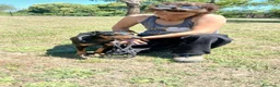 Meticcio cani in regalo: DUCA TUTTA LA DOLCEZZA DEL MONDO IN 10 KG... - Annuncio 2