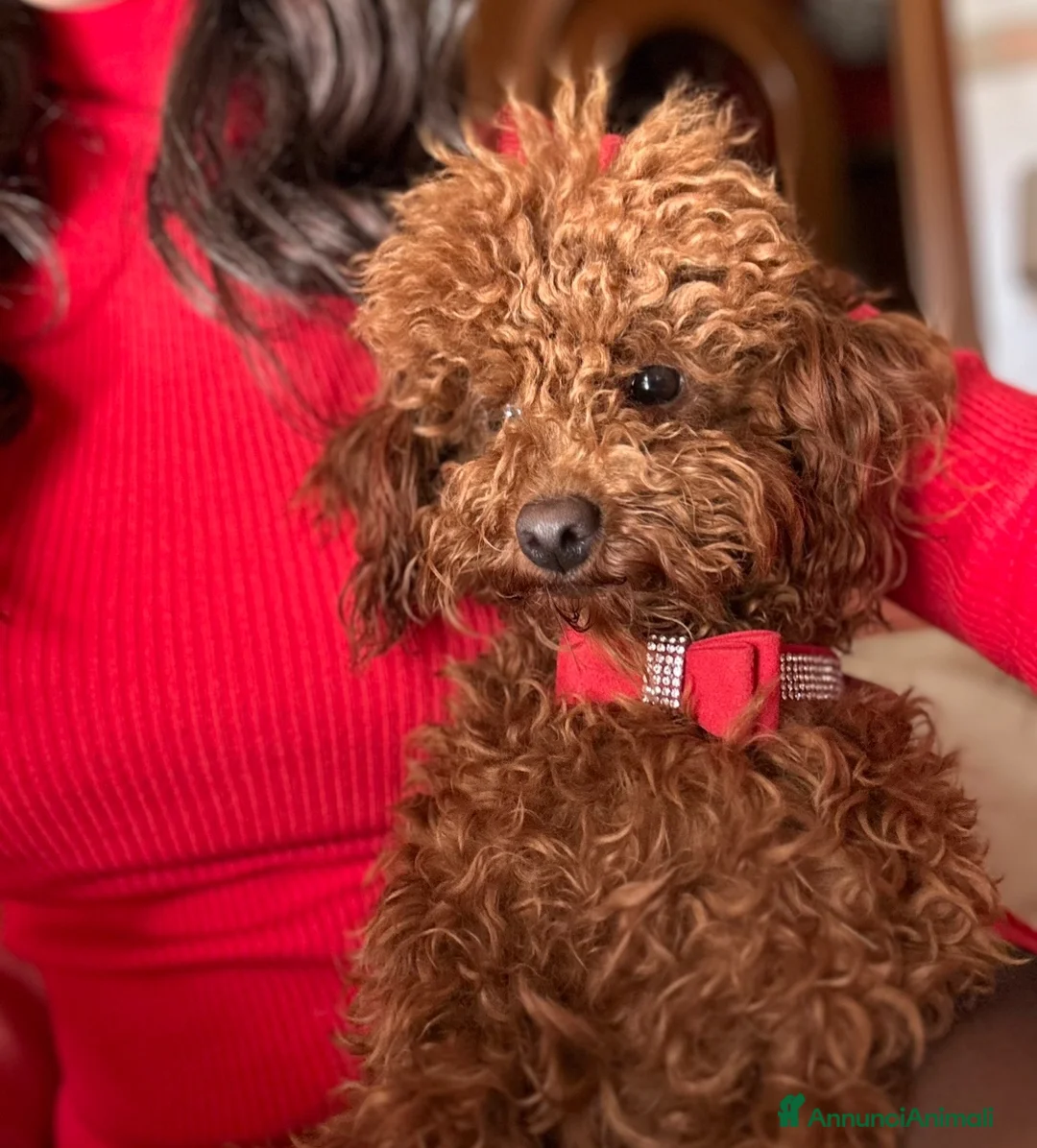 Barboncino Toy cani in vendita: Barboncina toy red  - Annuncio 10
