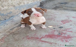 Pitbull cani in vendita: Cuccioli pitbull terrier a Provincia di Foggia - Immagine 4