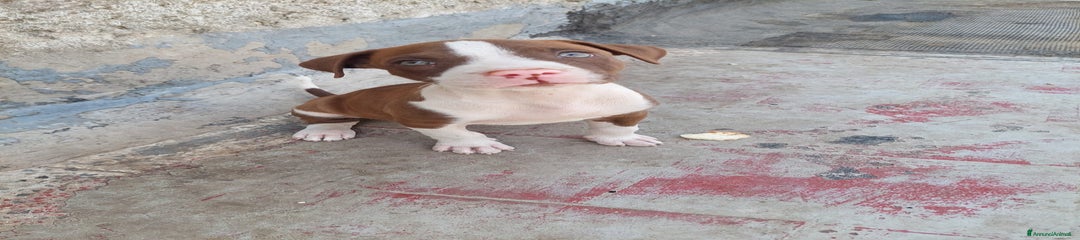 Pitbull Cucciolo 6