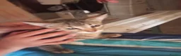 Altre razze gatti in regalo: Abbiamo nove cuccioli tigrati a Provincia di Macerata - Annuncio 6