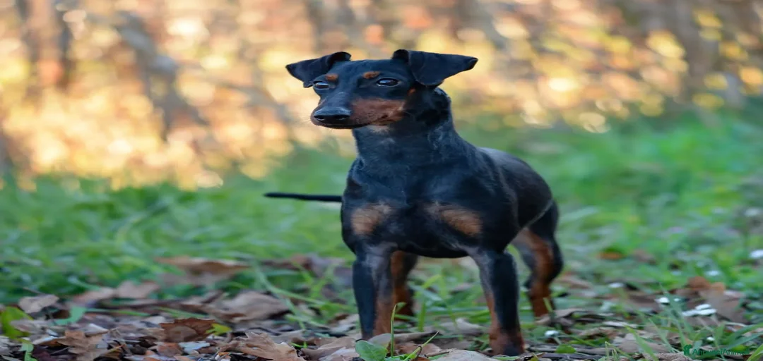 Immagine della galleria {{count}}