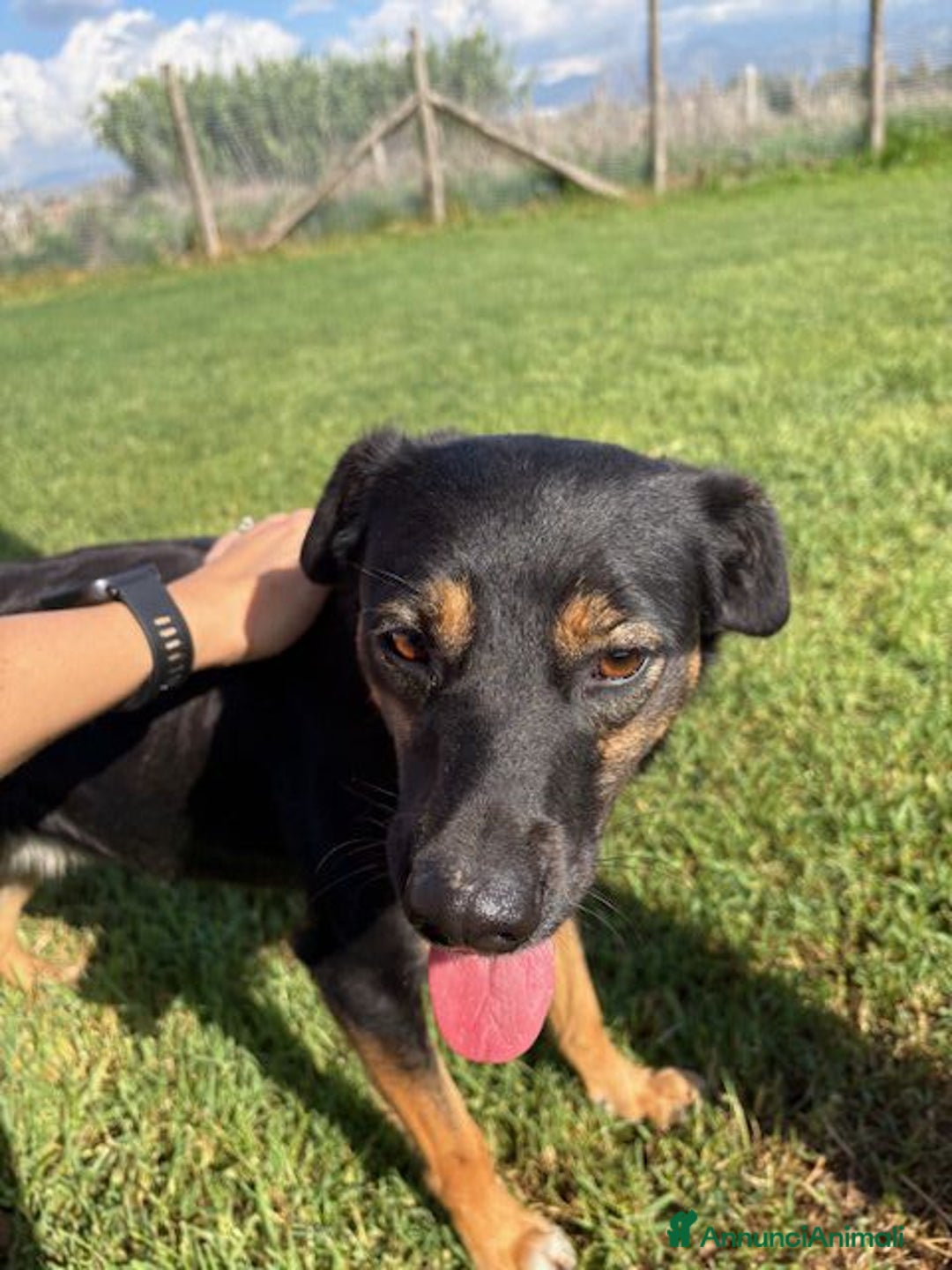 Meticcio cani in regalo: Tac, giovanissima, piccola e dolce - Annuncio 6