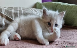 Ragdoll gatti in vendita: ANFI 2 cuccioli Ragodoll disponibili. Milano.. a Città metropolitana di Milano - Immagine 11