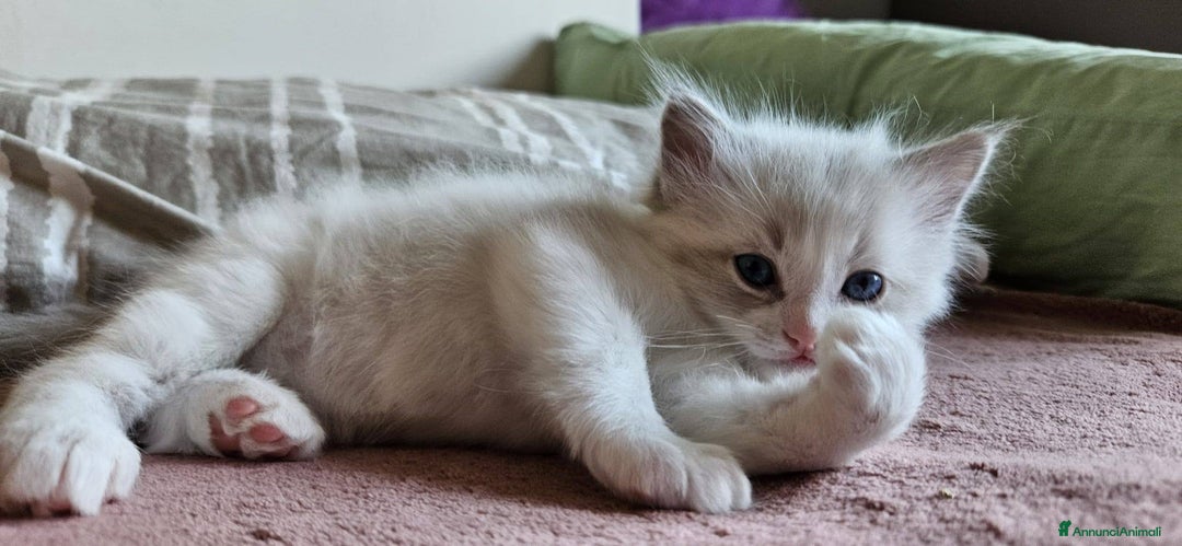 Ragdoll gatti in vendita: ANFI 2 cuccioli Ragodoll disponibili. Milano.. a Città metropolitana di Milano - Immagine 11