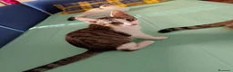 Meticcio gatti in regalo: Gattini  - Annuncio 8