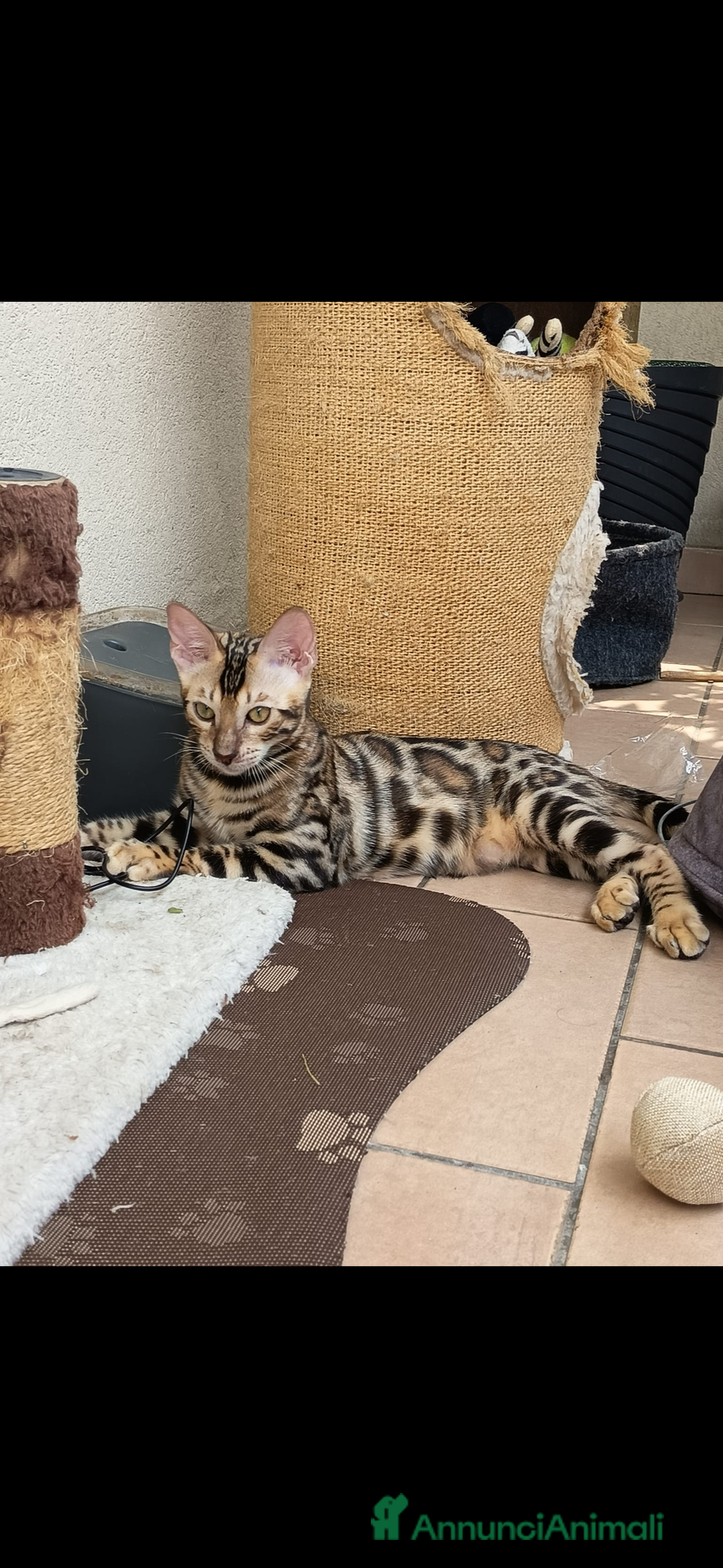 Bengala gatti in vendita: Cuccioli bengala - Annuncio 3