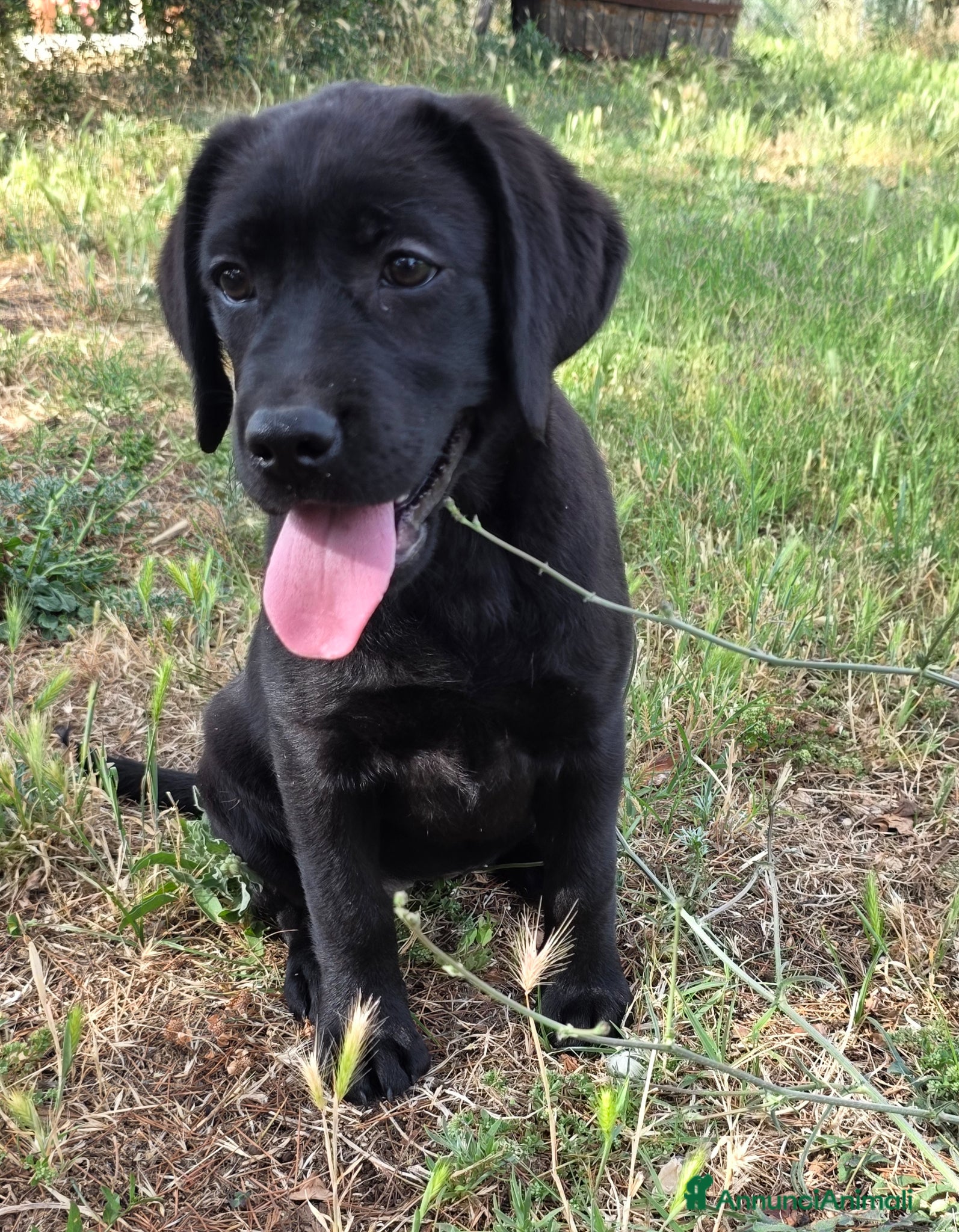 Labrador cani Cucciola Labrador con pedigree Enci - Annuncio 2