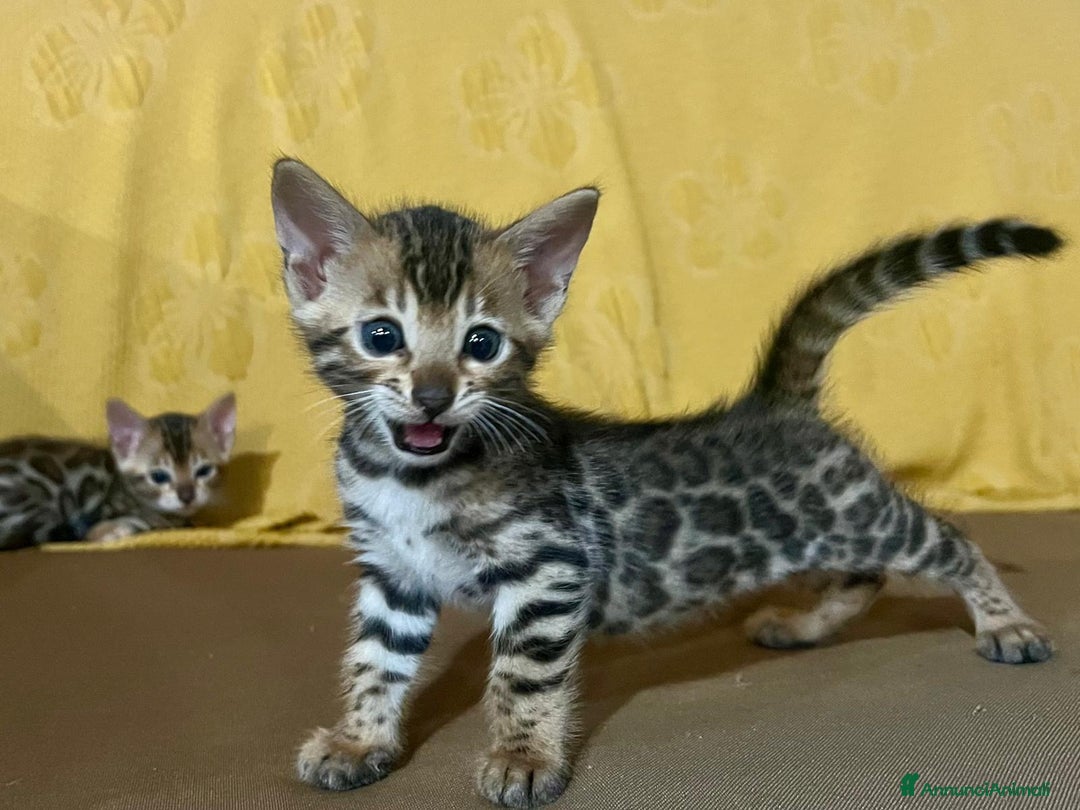 Bengala gatti in vendita: Cucciolo brown bengal a Città metropolitana di Roma Capitale - Immagine 3