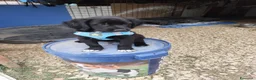 Meticcio cani in regalo: CUCCIOLI 2 mesi taglia media - Annuncio 10