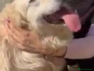 Meticcio cani Mix Gokden 6anni ENTRATO A 3MESI IN CANILE!CALABRI - Annuncio 40