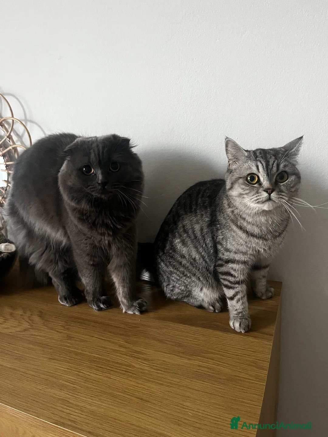 British gatti in vendita: Schottish straight a Provincia di Pordenone - Annuncio 2