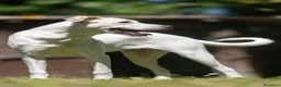 Meticcio cani in regalo: APOLLO PENSAVA FOSSE AMORE....IN ADOZIONE - Annuncio 4