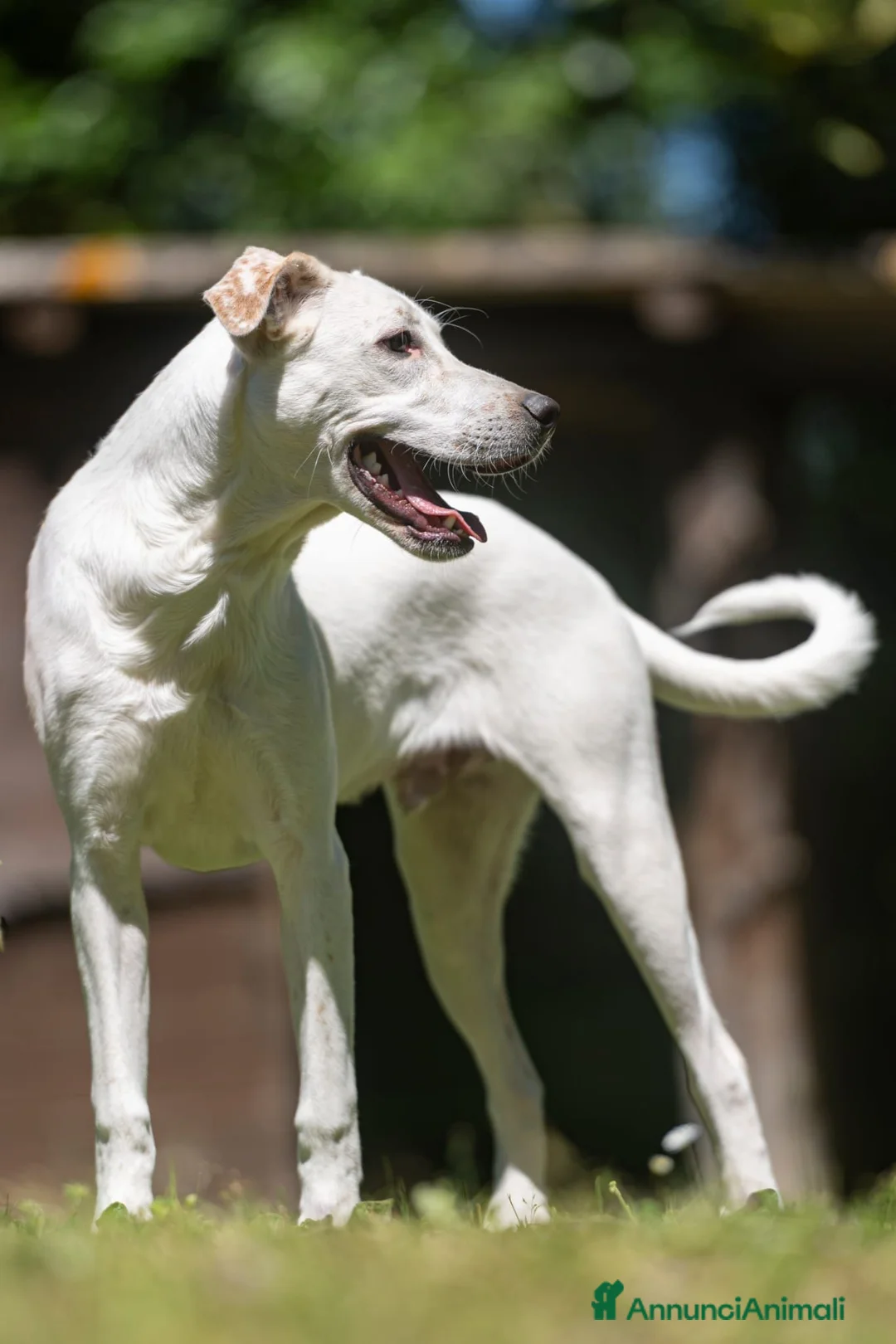 Meticcio cani in regalo: APOLLO PENSAVA FOSSE AMORE....IN ADOZIONE - Annuncio 4