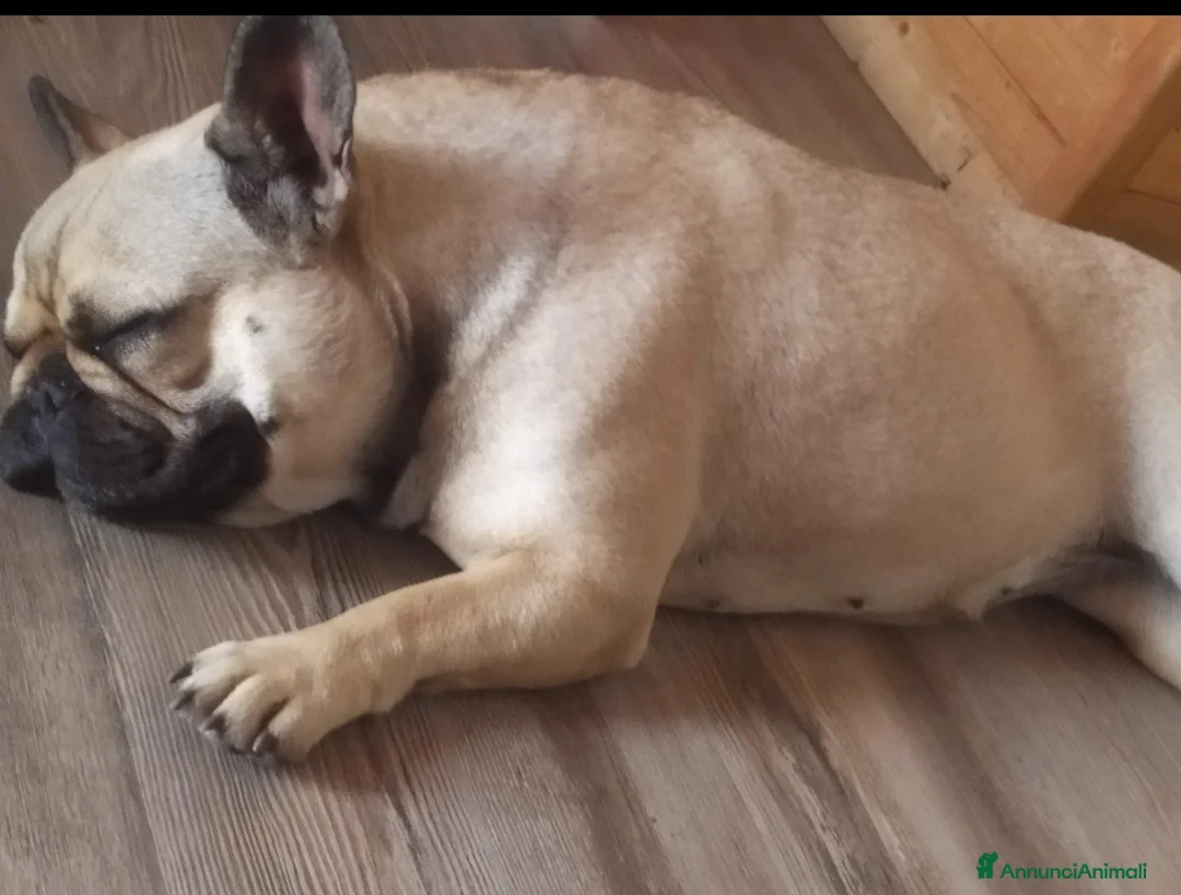 Bulldog Francese cani in regalo: Adozione Bouledogue Francese  - Annuncio 1