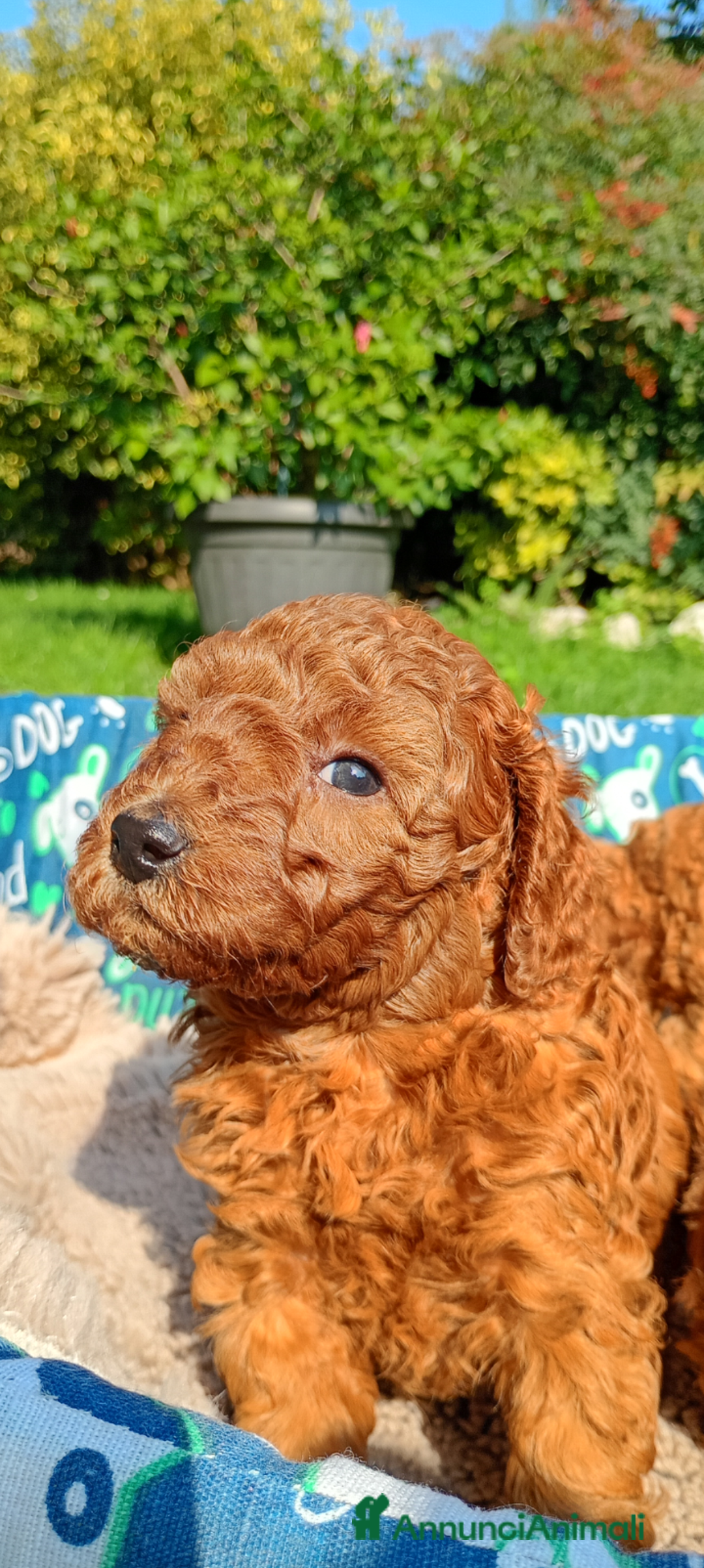 Barboncino Toy cani in vendita: Barboncini Toy Red  - Annuncio 9