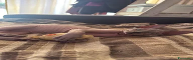 Sphynx Gattino 1