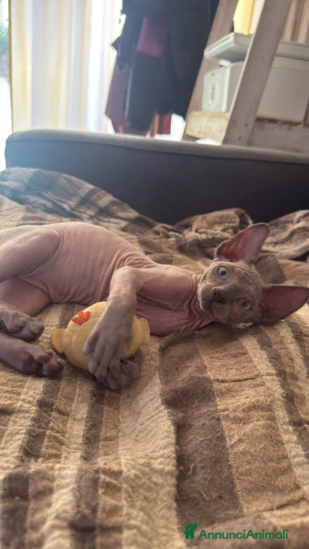 Sphynx gatti in vendita: Cuccioli di Sphynx a Provincia di Cuneo - Annuncio 1