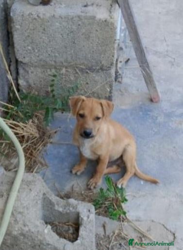 Meticcio cani Balto 4mesi, tg piccola o medio piccoloCOSENZA SOS - Annuncio 4