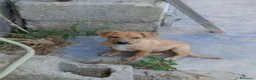 Meticcio cani in regalo: Balto 4mesi, tg piccola o medio piccoloCOSENZA SOS - Annuncio 1