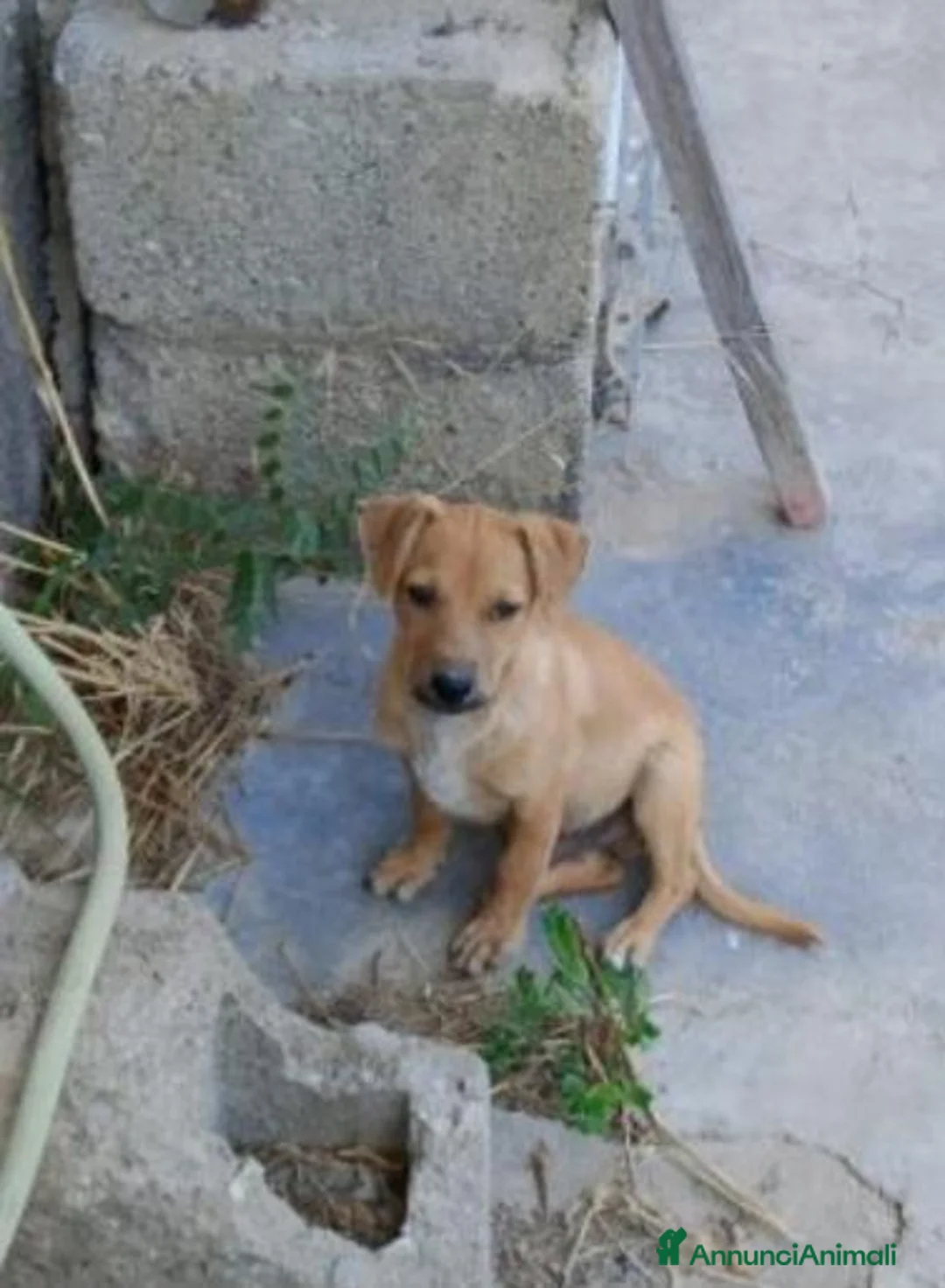 Meticcio cani in regalo: Balto 4mesi, tg piccola o medio piccoloCOSENZA SOS - Annuncio 1