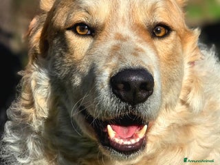 Meticcio cani QUINCY HA BISOGNO DI UNA SVOLTA NELLA SUA VITA - Annuncio 6