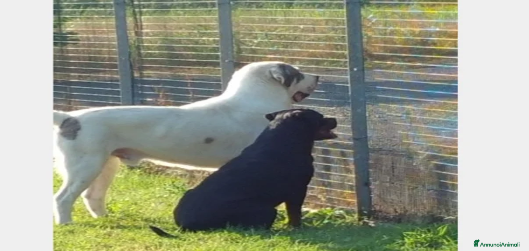 Immagine della galleria {{count}}