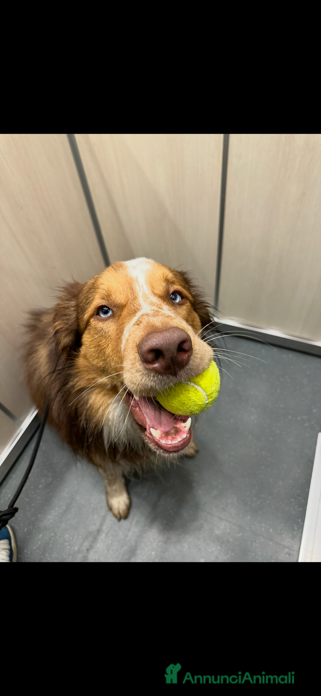 Australian Shepherd cani per accoppiamento: Pastore australiano, 3 anni, stallone - Annuncio 4