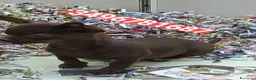 Chihuahua cani in vendita: CHIHUAHUA ultimo stupendo chocolate  - Annuncio 3