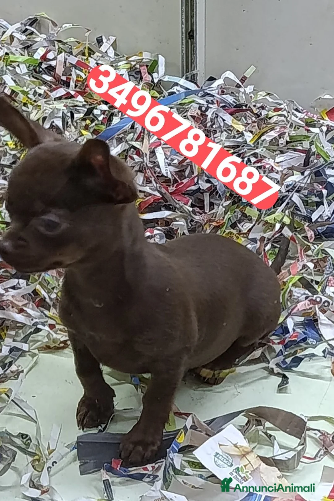 Chihuahua cani in vendita: CHIHUAHUA ultimo stupendo chocolate  - Annuncio 3