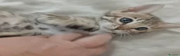 Bengala gatti in vendita: Gatto del Bengala  - Annuncio 12