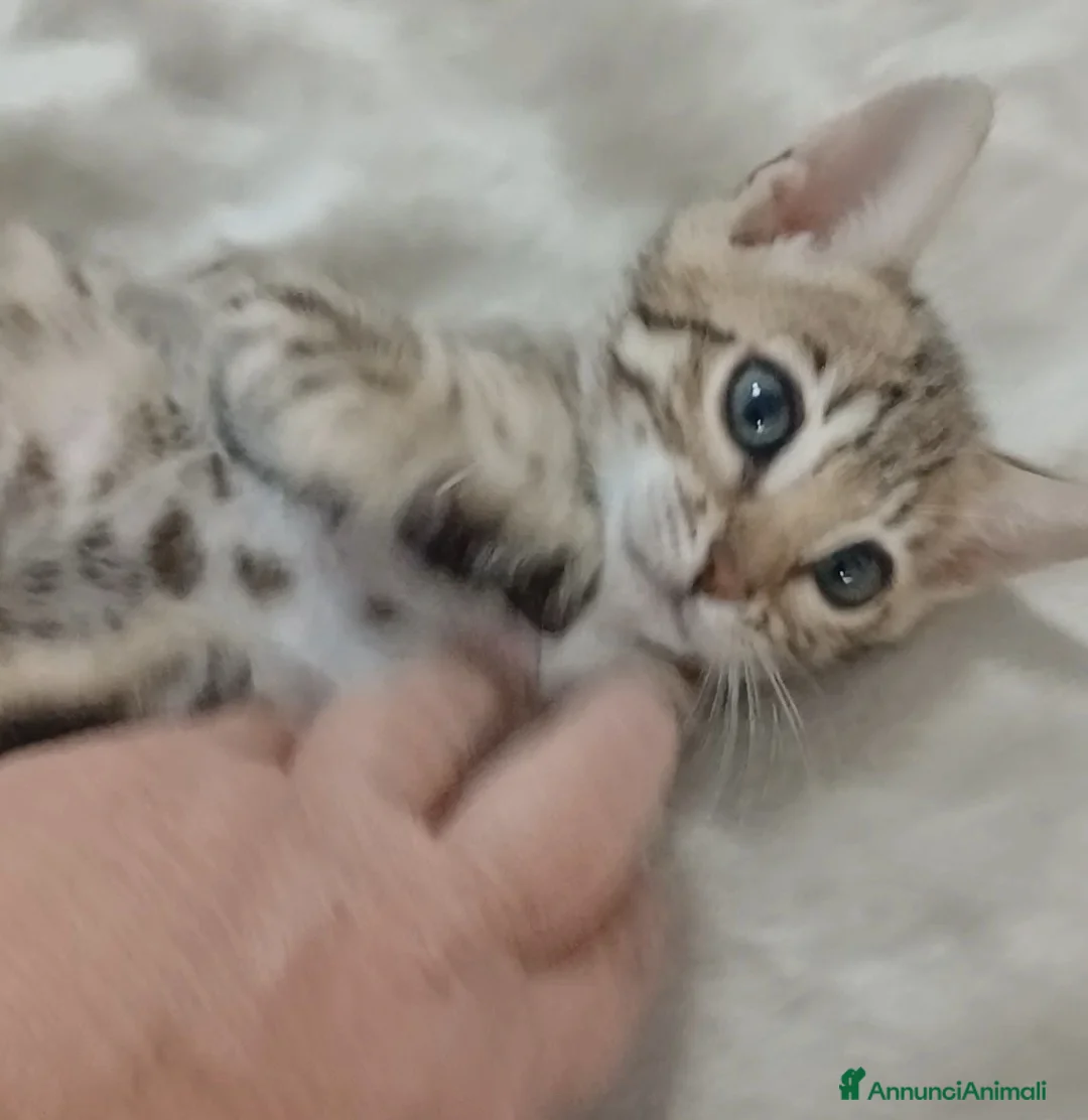Bengala gatti in vendita: Gatto del Bengala  - Annuncio 1