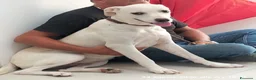 Meticcio cani in regalo: Bella la cucciolona che ama i mici - Annuncio 1